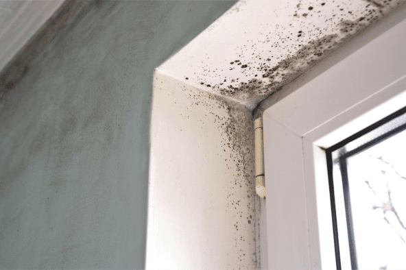 Mold Health Risks