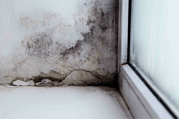 Common Signs of Basement Mold